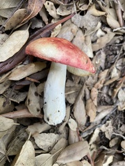 Rubroboletus rhodoxanthus