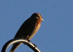 Haemorhous purpureus