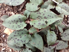 Drimiopsis