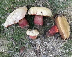 Rubroboletus rhodoxanthus