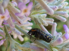 Oxythyrea marginalis