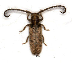 Sophronica lineata
