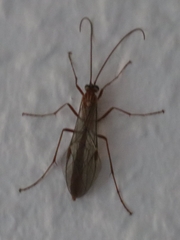 Ophion obscuratus