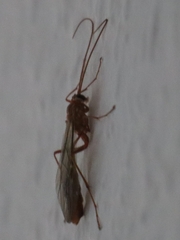 Ophion obscuratus