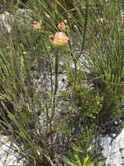 Sonderothamnus speciosus