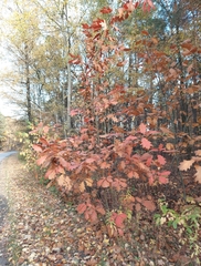 Quercus rubra