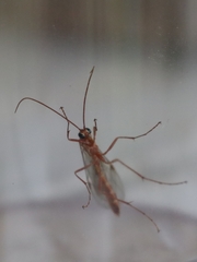 Ophion obscuratus