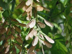 Acer negundo mexicanum