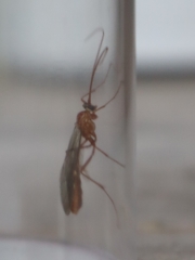 Ophion obscuratus