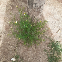 Matricaria chamomilla