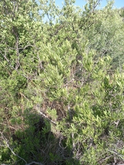 Searsia ciliata