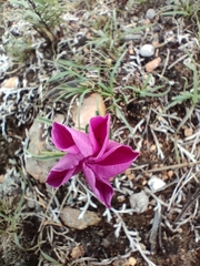 Ipomoea bolusiana