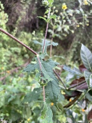 Simsia foetida