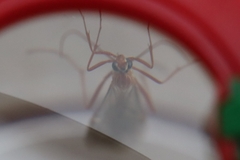 Ophion obscuratus