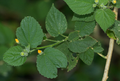 Abutilon ramosum image