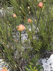 Sonderothamnus speciosus