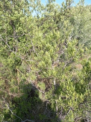 Searsia ciliata