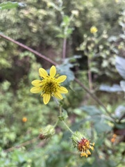 Simsia foetida