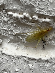Oecanthus