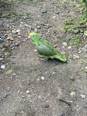 Amazona ochrocephala