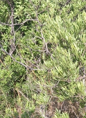 Searsia ciliata