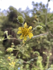 Simsia foetida