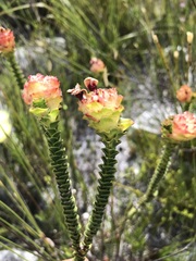Sonderothamnus speciosus