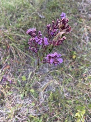 Carphephorus paniculatus