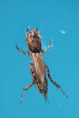 Neoscapteriscus