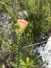 Sonderothamnus speciosus