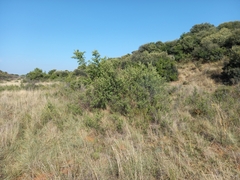 Searsia ciliata