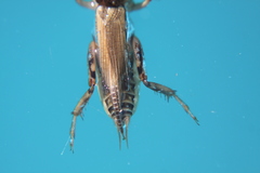 Neoscapteriscus