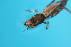 Neoscapteriscus