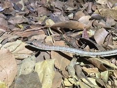 Psammophis orientalis