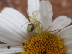 Misumenops rubrodecoratus