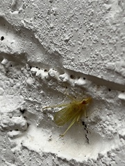 Oecanthus