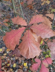Quercus rubra