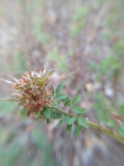 Lespedeza stuevei