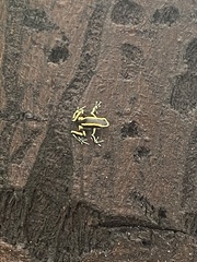 Dendrobates truncatus