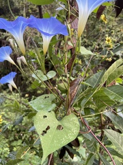 Ipomoea tricolor