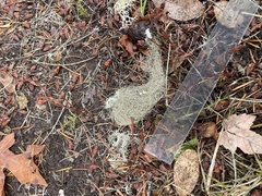 Bryoria pseudofuscescens