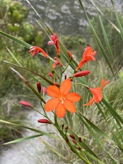 Watsonia stenosiphon
