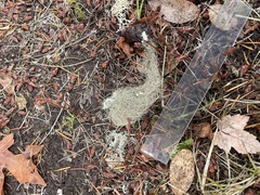 Bryoria pseudofuscescens