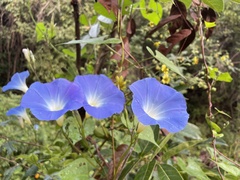 Ipomoea tricolor