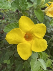 Allamanda cathartica