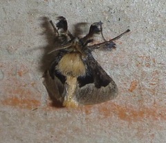 Megalopygidae
