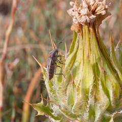 Spilostethus pandurus elegans