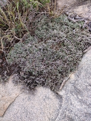 Selaginella dregei