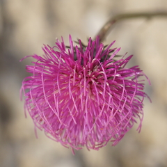 Carduus defloratus