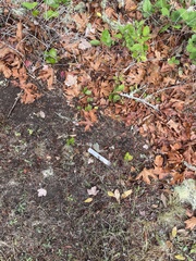 Bryoria pseudofuscescens